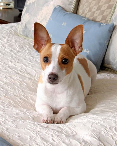 37 Awesome Brown and White Dog Breeds (With Pictures)