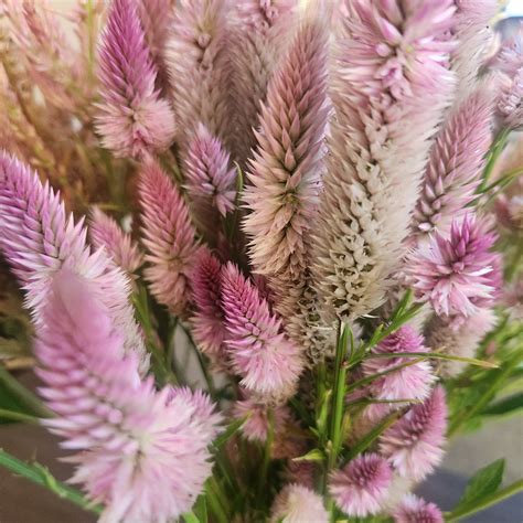 Celosia - Flamingo Feather - The Wild North Shack