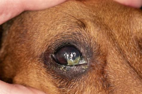 Indolent Corneal Ulcers - Perth Animal Eye Hospital