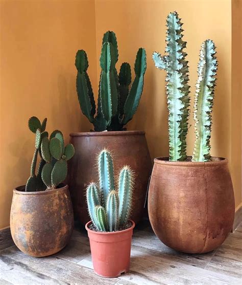 The No-Nonsense Guide to Keeping Your Cacti Alive (and Actually Happy)