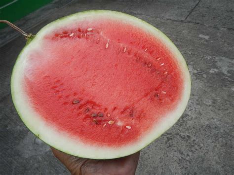 20 Types of Watermelon to Try Growing in Your Garden