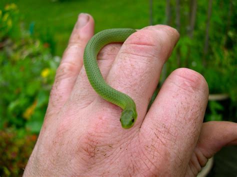 Smooth Green Grass Snake. | Snake, Green snake, Green