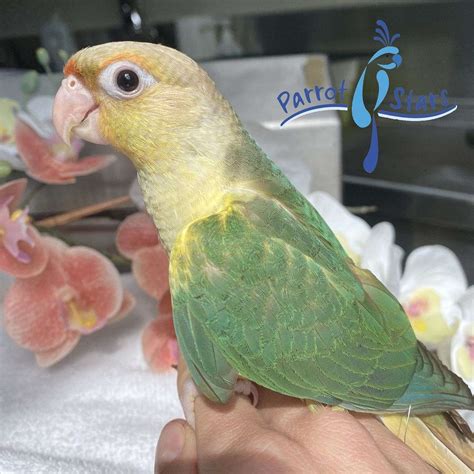 Baby Turquoise Pineapple Green Cheek Conure Available at Parrot Stars