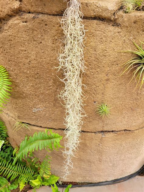 Tillandsia usneoides 'El Mejor' (Spanish moss) – Rainforest Flora