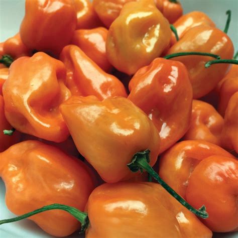 Habanero Orange Pepper – MIgardener