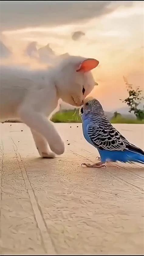 #cute cat with birds# funny videos - One News Page VIDEO