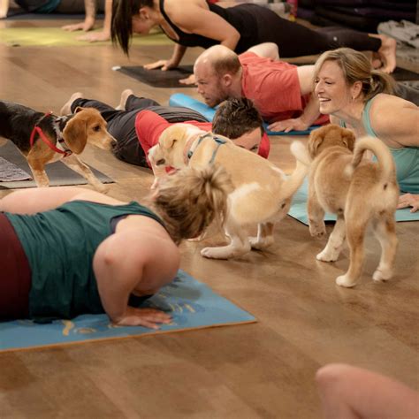 Lucky Pup Yoga - Omaha Power Yoga