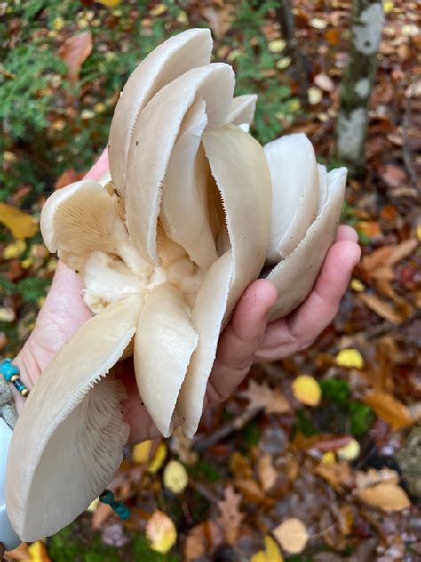 Wild Oyster Mushrooms