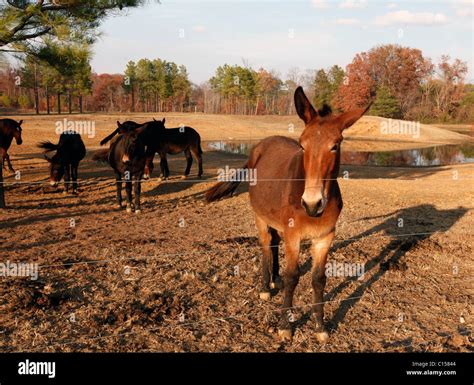 Mules bread from American Mammoth Jackstock at Lake Nowhere Mule and ...