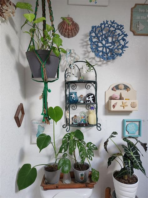 My wife is a plant ninja! Everytime I turn around there is a new plant somewhere in here. : r ...