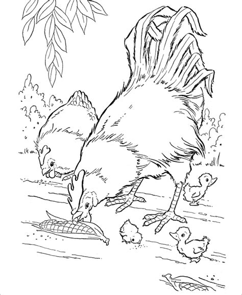 Chicken Coloring Pages - ColoringBay