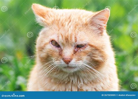 Kitten With Purulent Conjunctivitis And Nasal Discharge Stock ...