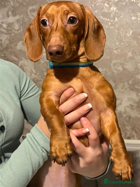 Mini sausage dog Puppies for sale | Pets4Homes