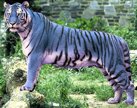 Maltese Tiger on Pinterest | Blue Tigers, Maltese and China