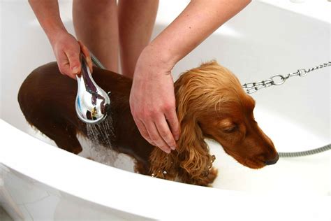 Cost Of Bath At Petco at Zane Hodge blog