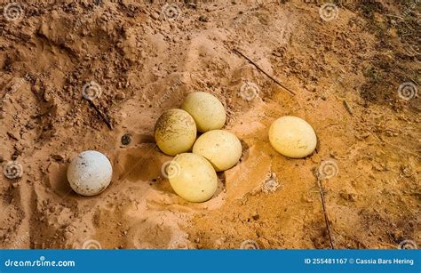 Ostrich Eggs - Nest on the Sand Stock Image - Image of food, mother: 255481167