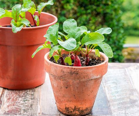 How to grow radishes in pots – key tips for success…