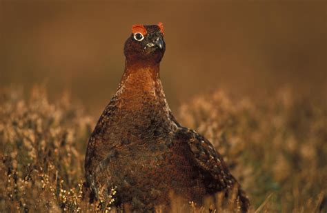 Favourite wildlife in Scotland? | Grouse, Bird hunting, Scottish animals