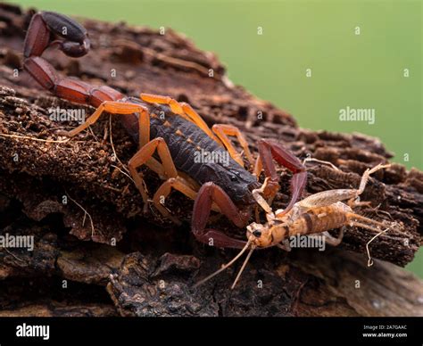 Brown Bark Scorpion High Resolution Stock Photography and Images - Alamy