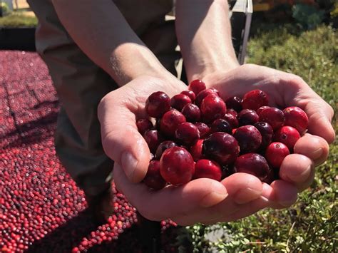 How are Cranberries grown and harvested? – DelicioUS!