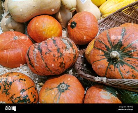 Colorful and different shaped pumpkins and squashes. Colorful ...