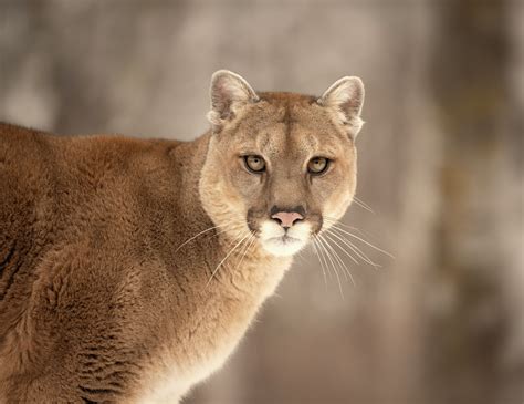 Michigan cougar sightings hit record for 3rd straight year