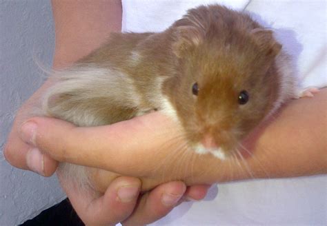 Toffee. my daughters long haired Syrian : hamsters