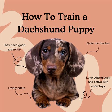 How Far Can You Walk A Miniature Dachshund