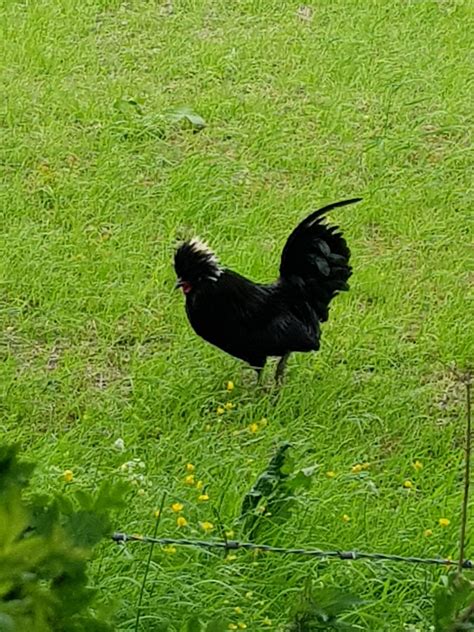 18987493_10155416435063156_1973088346_o | BrownhillsBob's Brownhills Blog