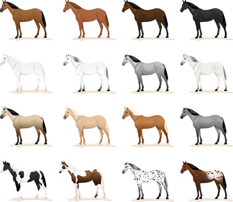 Horse Coat Colors are more than black, brown and white! - EquiGroomer