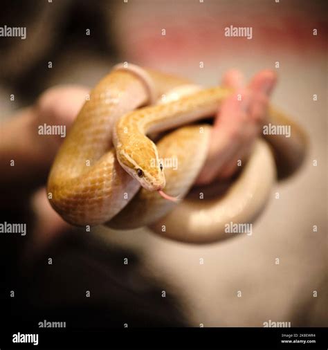 African House Snake Stock Photo - Alamy