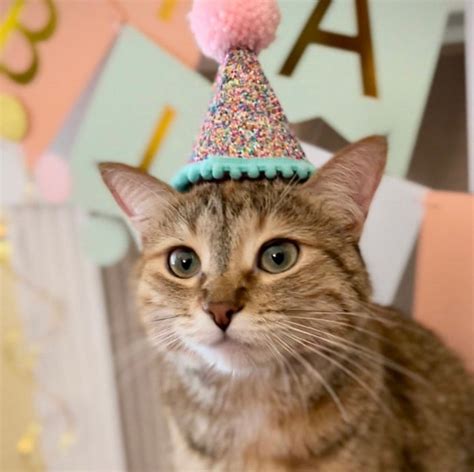 Cat Birthday Hat| Pet Party Hat | Puppy Birthday | First Birthday ...