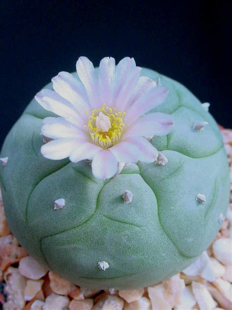 Lophophora williamsii (Peyote) - World of Succulents