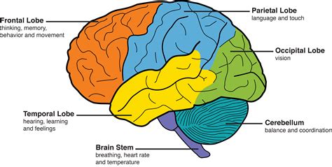 areas of the brain labeled with their major functions. Frontal lobes ...