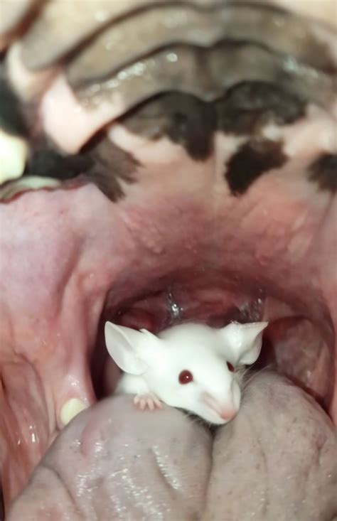 Dog swallows mouse alive by jepjepjap on DeviantArt