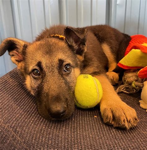 Adoptions - Resilient Hearts Animal Sanctuary