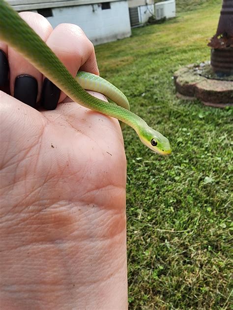 Rough Green Snake Bite Guide To The Green Snakes Found In Durban And