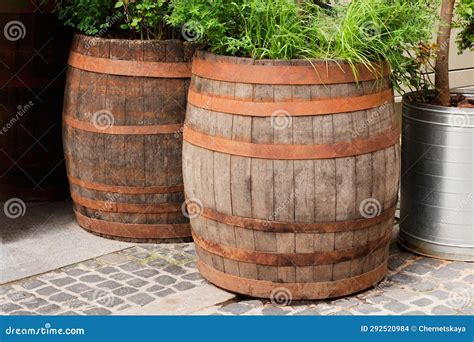 Traditional Wooden Barrels and Green Plants Outdoors Stock Photo - Image of plant, outdoors ...