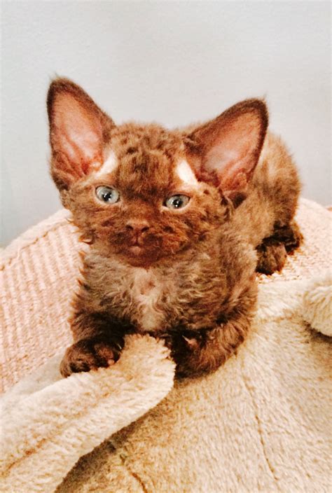 "The Best Companions On The Planet" Devon Rex Kittens For sale ...