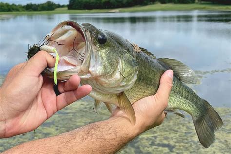 What do bass eat? Feeding habits and what's on the menu - FishRook