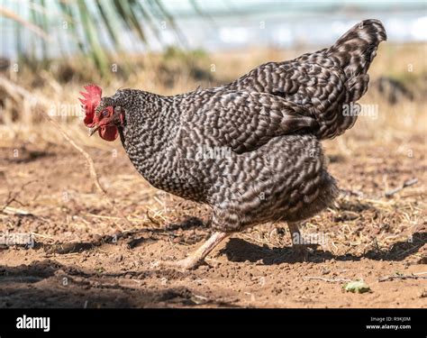 Free ranging Barred Rock hen chicken in yard Stock Photo - Alamy