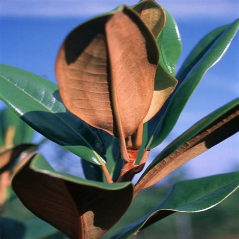 Magnolia Grandiflora Edith Bogue Southern Magnolia | SiteOne