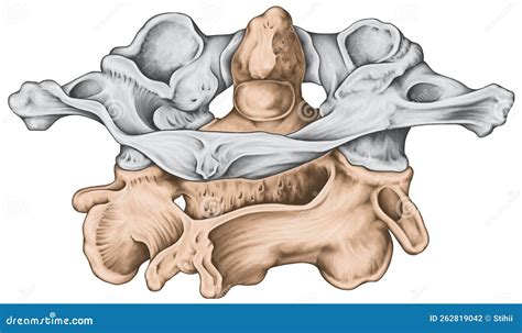 Axis Vertebrae Anatomy