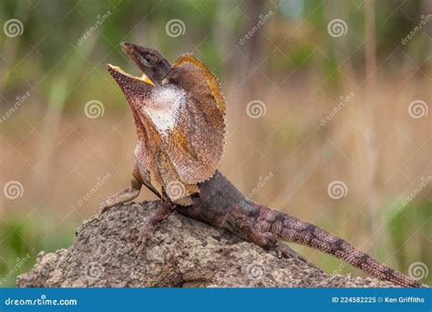 Frilled Lizard stock image. Image of wildlife, dragon - 224582225