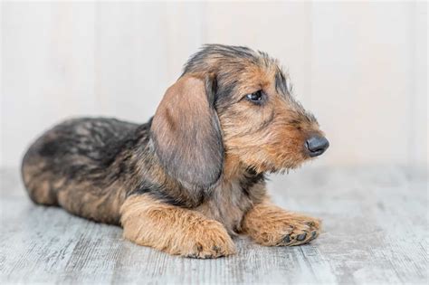 Wire Hair Dachshund