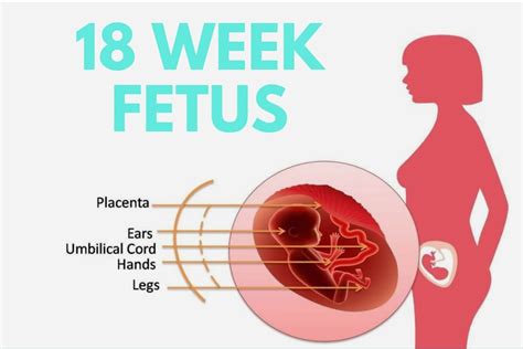18 Weeks Pregnant: Exciting Milestones And What’s Ahead – Babies Carrier