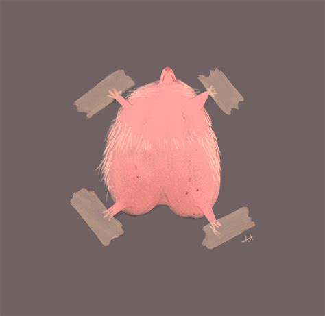 Hedgehog Getting an X-Ray: Image Gallery | Know Your Meme