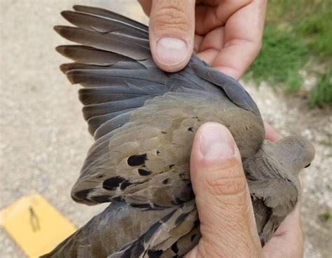 Mourning Dove Feather Meaning: Symbolism & Spiritual Significance