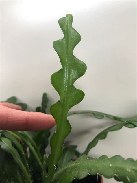 Fishbone cactus - megaapo