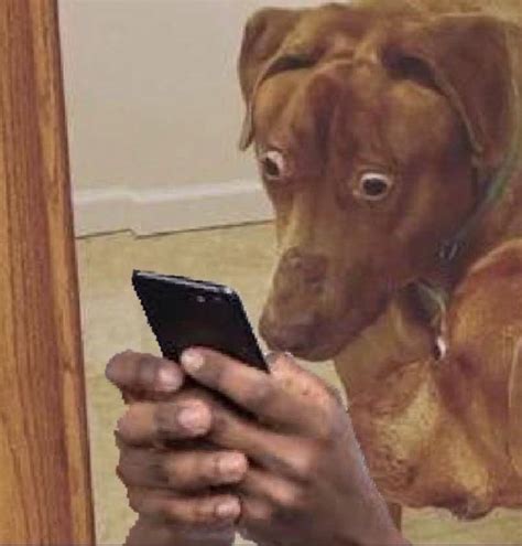 dog looking at phone with human hands shocked look | Know Your Meme